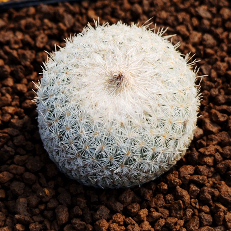 白色月世界多肉植物实生仙人球粉白花红果阳台窗台夏季易养美观