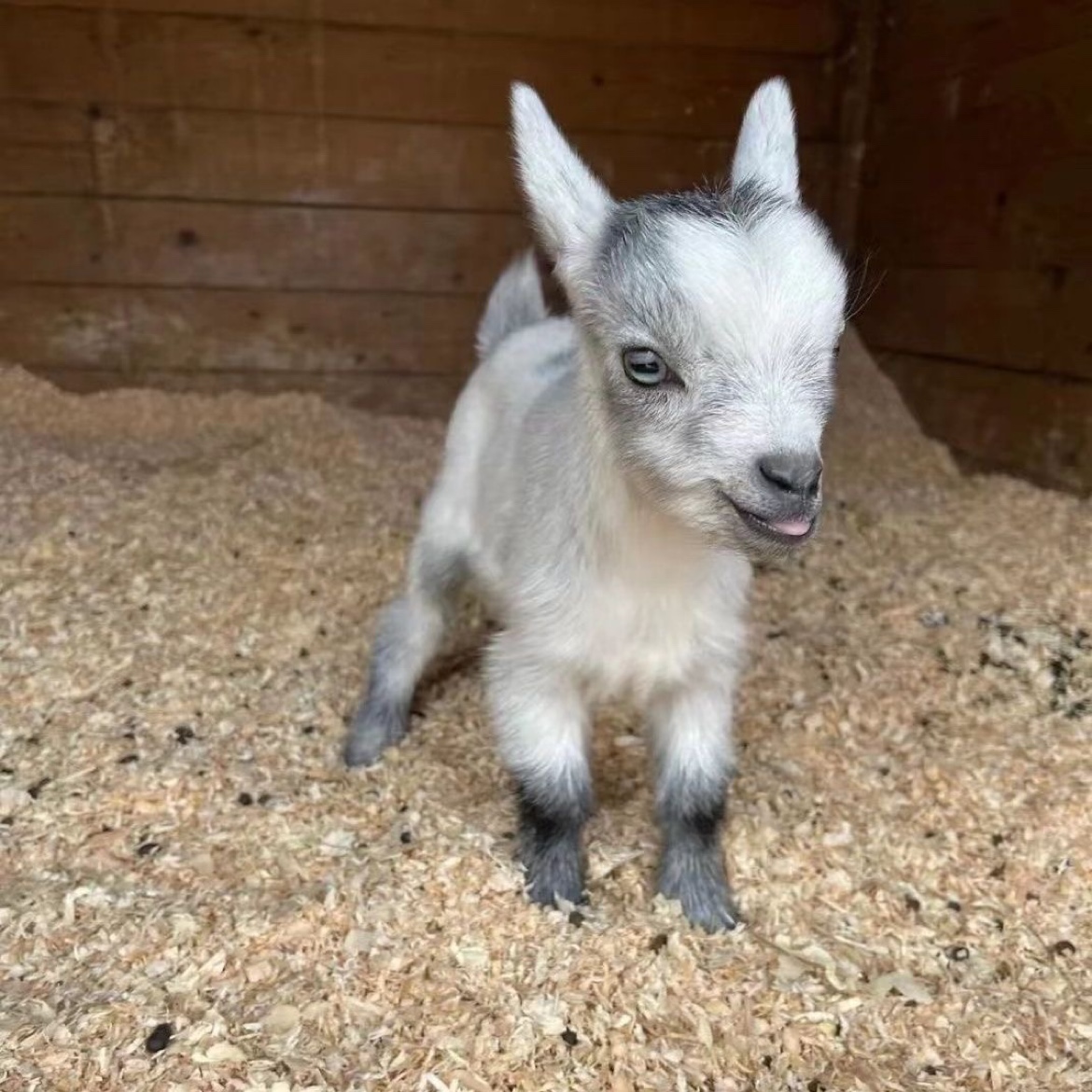 国产侏儒羊 宠物羊活物羊 观赏羊 小羊羔活羊小羊崽羊仔山羊活苗