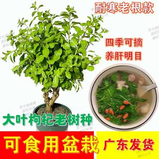 盆栽植物室内南方食用大叶枸杞四季新鲜枸杞菜苗树苗高产蔬菜种植