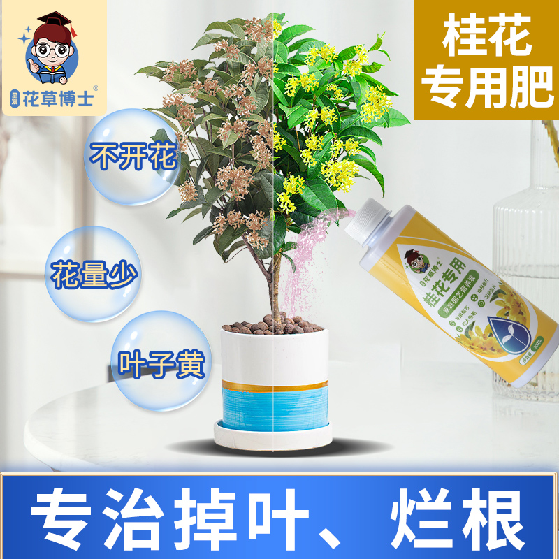 花草博士桂花树肥料专用肥营养液枯叶