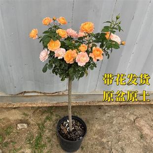 棒棒糖月季果汁阳台带花苞树形玫瑰花苗树桩花卉四季开花