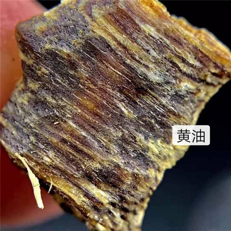 名贵树苗正宗奇楠沉香树苗越南奇楠沉香树苗绿化树苗盆栽原土发货