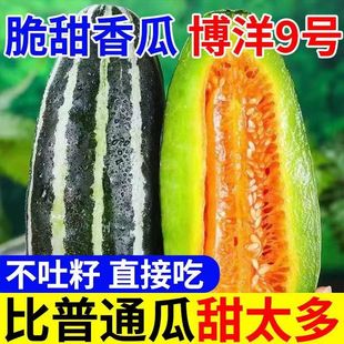 【真甜】头茬博洋9号甜瓜山东新鲜当季水果蜜瓜整箱脆甜羊角3/5