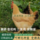 纯种三黄鸡种蛋新鲜包邮受精蛋自然受精土鸡种蛋可食用可孵化小鸡