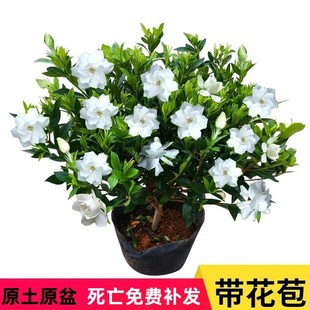 小叶独杆栀子花盆栽重瓣室内外四季开花花卉植物绿植浓香型带花苞