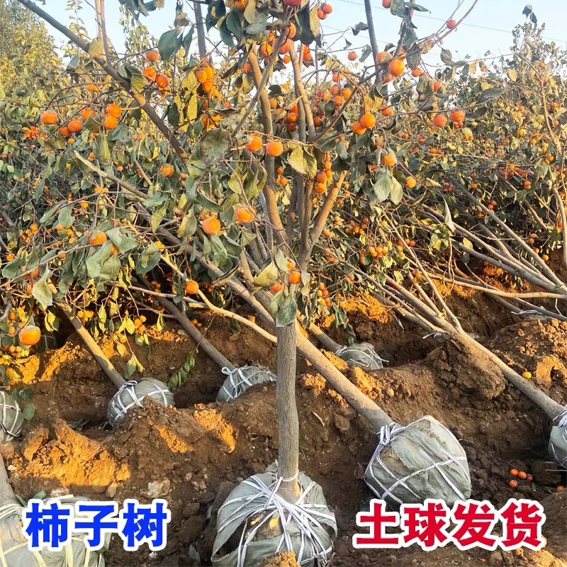 柿子树苗果树老桩南方种植苗树果苗带土球特大日本脆甜柿子果树苗