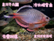 溪流泉齐鱼小型冷水观赏鱼鳑鲏鱼淡水活体鱼苗好养皮实耐活