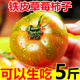 正宗铁皮草莓柿子5斤新鲜水果即食生吃自然熟绿腚番茄西红柿整箱