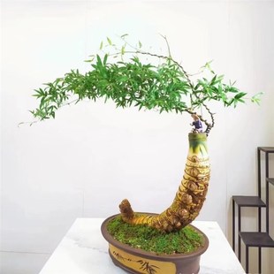 小叶簕勒竹子室内办z公室客厅盆栽植物好养驱蚊内门竹子