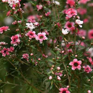 天狼 松红梅盆栽花卉植物室内阳台四季绿植开花好养