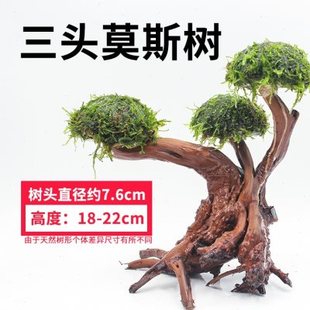 鱼缸造景沉木树森林一木成景莫斯树草缸水族懒人树小树林成品骨架