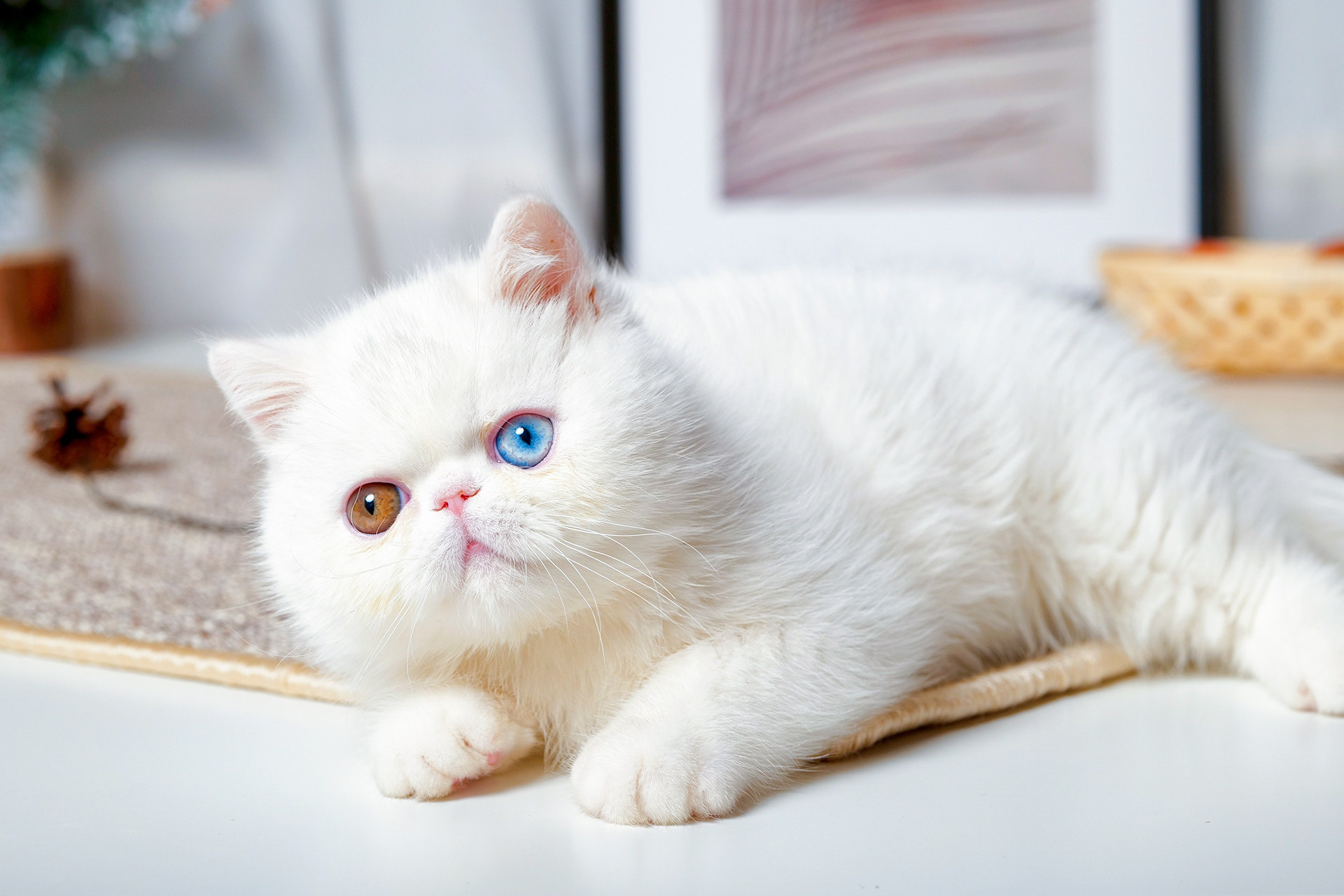 英短蓝猫加菲布偶金银渐层德文金吉拉幼崽小猫活体宠物猫咪幼猫