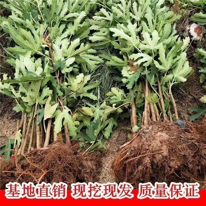 无花果树苗波姬红大果新品种耐寒耐旱盆栽地栽南北方种植当年结果