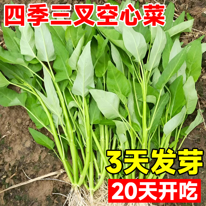 三叉空心菜种籽四季水培蔬菜种子大全阳台种植竹叶菜苗荠菜种籽孑