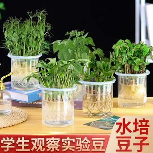 幼儿园植物观察角菜other儿童种植小盆栽水实芽苗室内培生长绿植