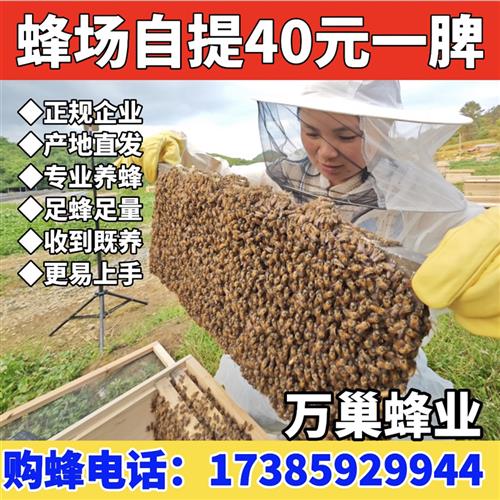 贵州中蜂蜂群出售万巢蜂业 采蜜蜂群