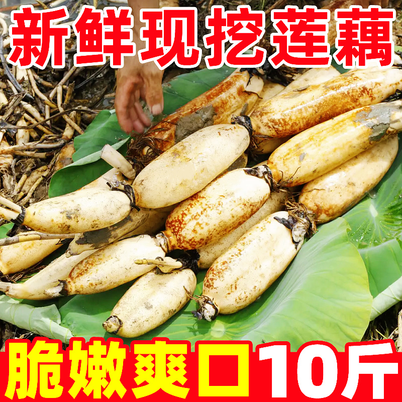 湖北莲藕新鲜10斤洪湖莲藕清水莲藕