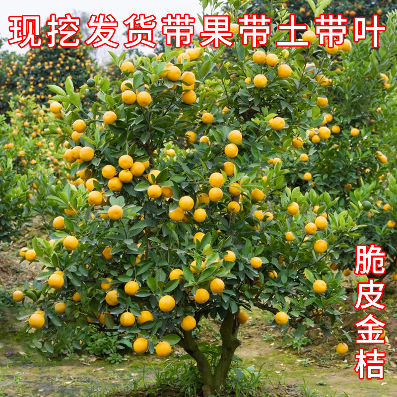 浙江带果金桔盆栽树苗 四季果树食用小金桔子苗脆皮金橘室内植物
