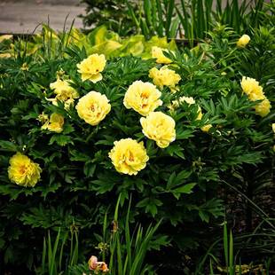 菏泽正宗大花重瓣芍药花苗根块带芽种根庭院阳台四季盆栽植物绿植