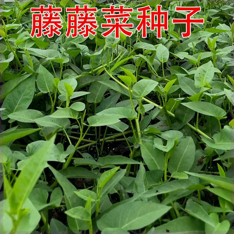 空心菜种子高产生长快速水培地栽盆栽阳台种植脆嫩空心菜种子