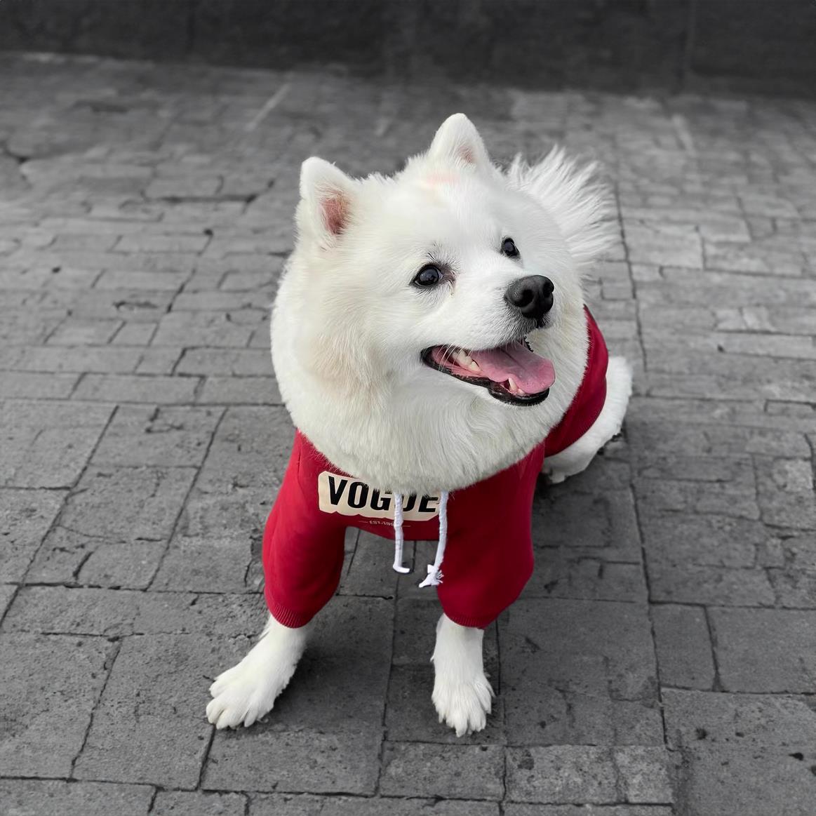 狗狗猫咪秋天衣服小型幼犬泰迪比熊博美雪纳瑞宠物秋冬款潮牌卫衣