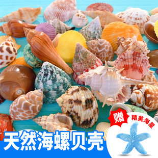 天然贝壳鱼缸造景小海螺海星装饰摆件寄居蟹创意水族箱布景套装