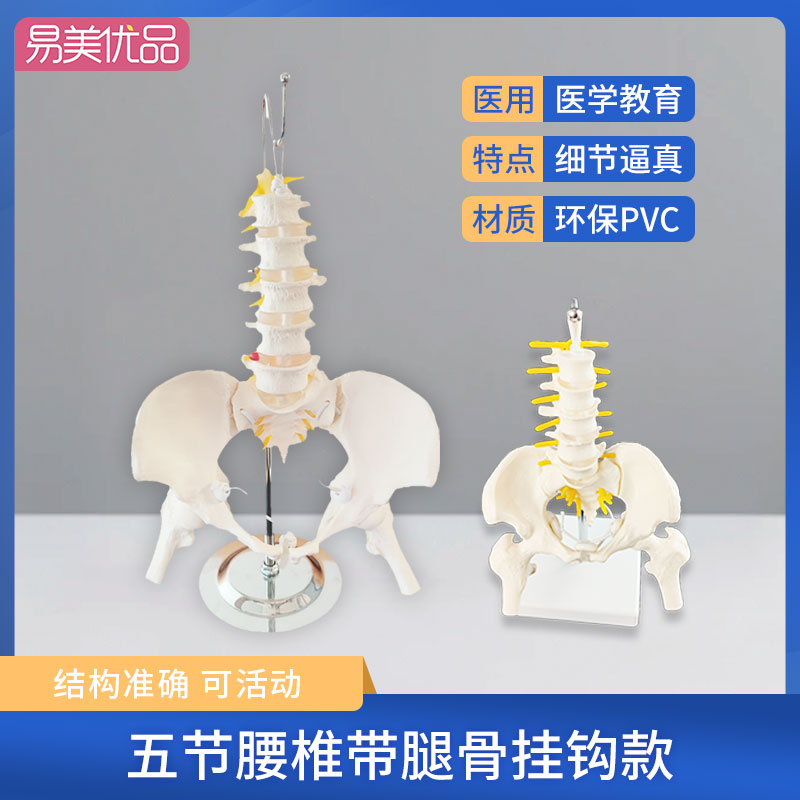 动态腰椎骨盆功能模型医用人体骨骼小