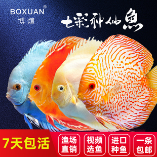 博煊七彩鱼神仙鱼活魚热带淡水鱼缸观赏鱼野彩小型德松白蝴蝶鱼苗