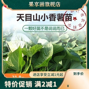 【正宗临安天目山小香薯苗】板栗红薯新鲜农家自种小番薯地瓜蜜薯