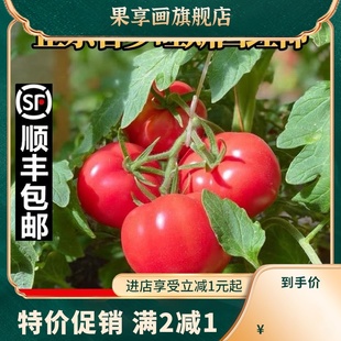 陕西泾阳新鲜普罗旺斯水果沙瓤西红柿番茄生吃蔬菜非柿愿绿行者