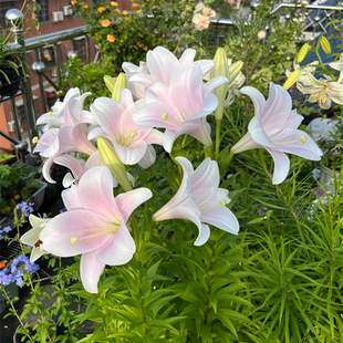 香水百合种球重瓣四季开花室内盆栽观花植物室外好养易活花苗花卉