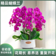 金色池塘欧苗蝴蝶兰盆栽带花带花苞客厅花卉开业乔迁鲜花节日礼物