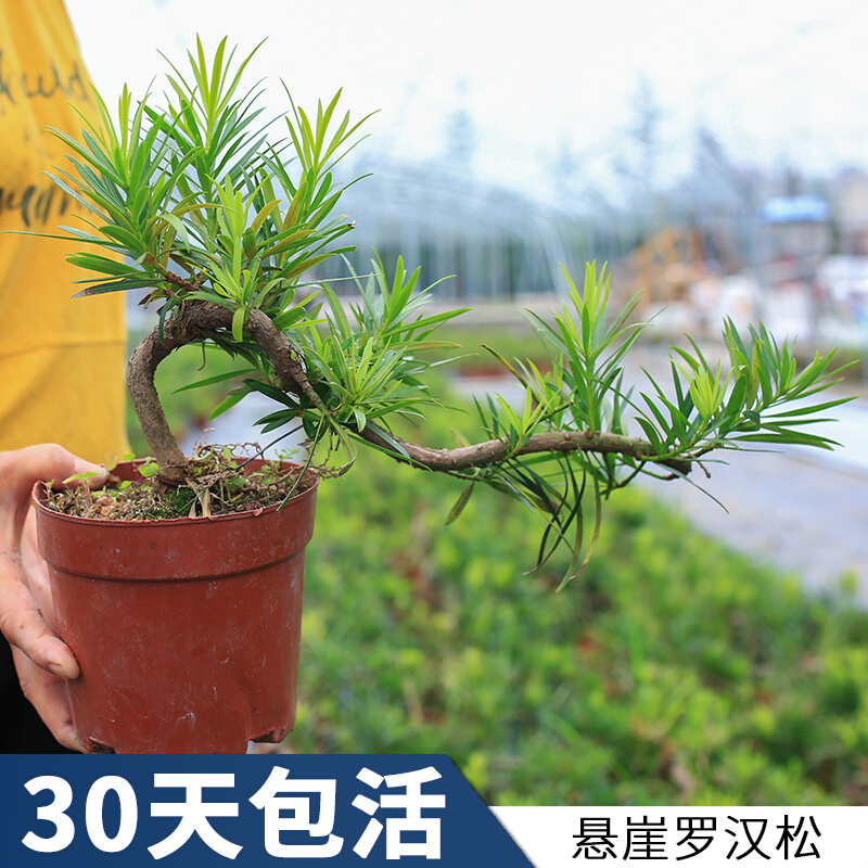 罗汉松雀舌老桩树苗悬崖临水造型庭院盆栽绿植四季常青好养办公室