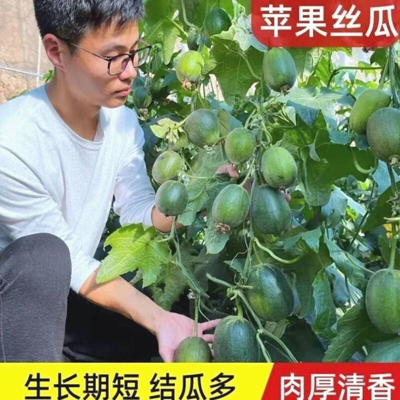 台湾苹果丝瓜种子可四季瓜短棒蔬菜种子高产种籽肉丝生吃菜瓜盆栽