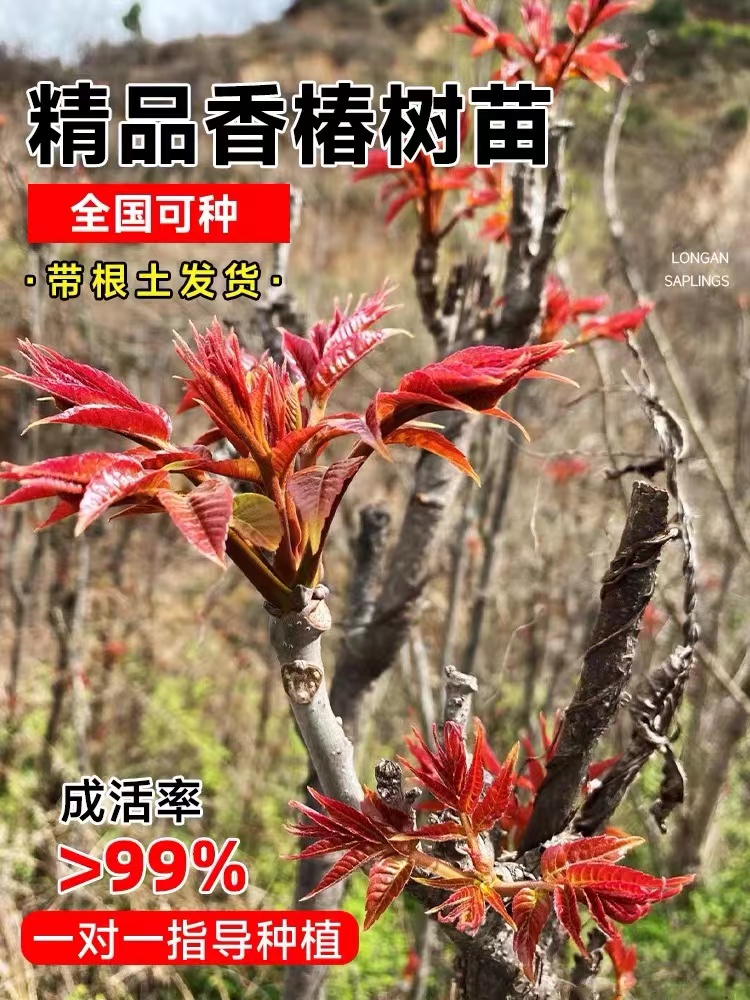 香椿树苖红油香椿苗绿油香椿苗盆栽地栽南方北方种植食用当年采摘