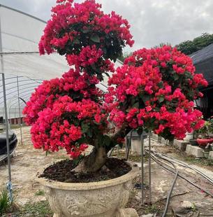 同安红大型三角梅盆景  水红色三角梅造型树 景观三角梅四季开花