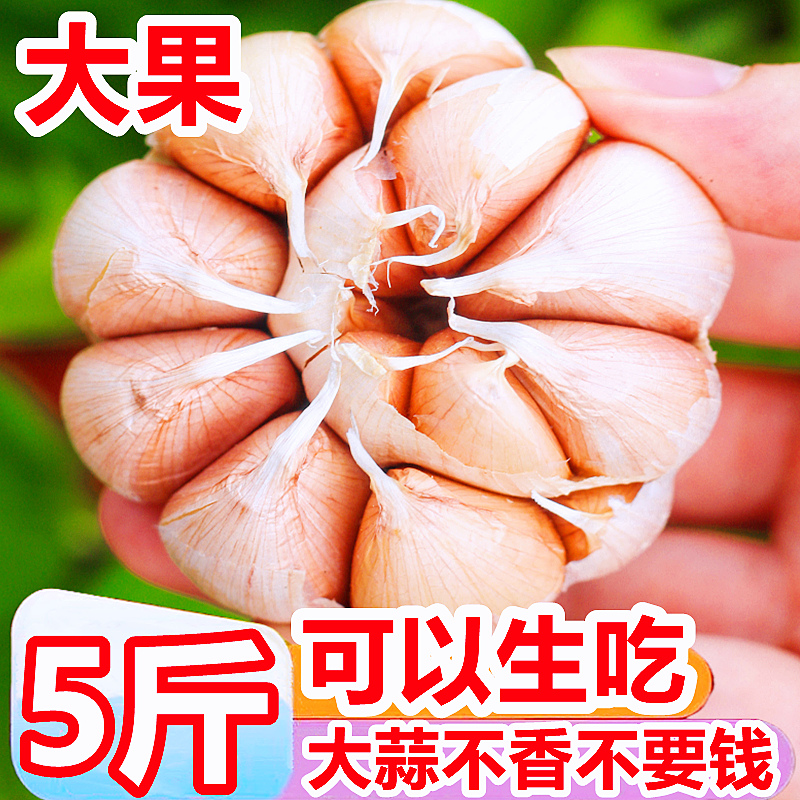 云南大理正宗大蒜5斤新鲜蔬菜紫皮鲜