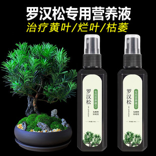 罗汉松专用肥家用植物营养液磷酸二氢钾花卉黄叶杀虫剂药叶面肥料