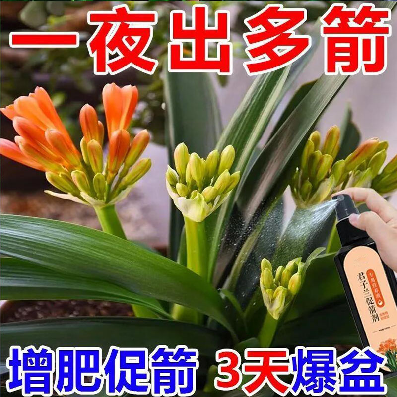 专治不开花君子兰快速拔箭授粉专用营