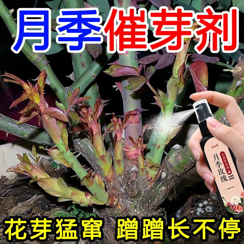 月月开花月季玫瑰专用营养液防黄叶不开花催花爆花发新芽专用肥