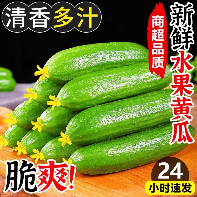 现摘现发正宗当季水果蔬菜小黄瓜精品