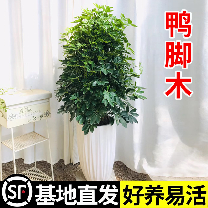 鸭脚木盆栽八方来财室内绿植水培植物七叶莲招财树净化空气好养活