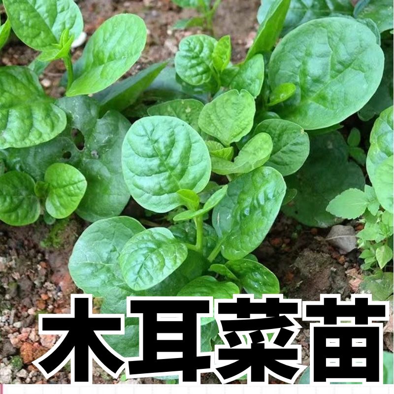 大叶木耳菜秧苗苗子菜苗四季阳台盆栽苗秧夏季种的蔬菜秧苗莱