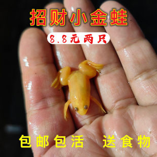 招财小金蛙活物龙鱼饲料金蛙观赏青蛙水族可爱活体好养宠物蛙金色