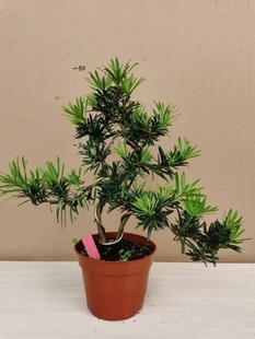 促精品罗汉松树苗盆景老桩造型盆栽绿花卉植物办公室内客厅庭院新