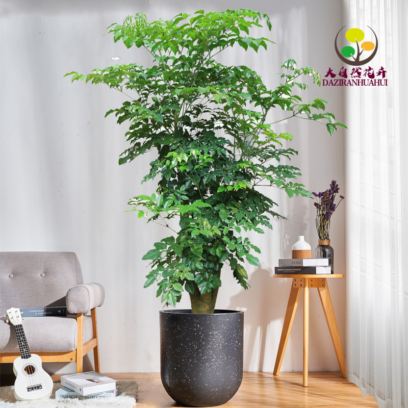 前台室内大盆栽吸甲醛美观防辐射植物乔迁送礼绿—大型绿植/成品组合