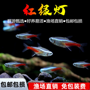 红绿灯活体热带鱼观赏鱼小型活体灯科鱼群游金鱼苗宠物淡水鱼