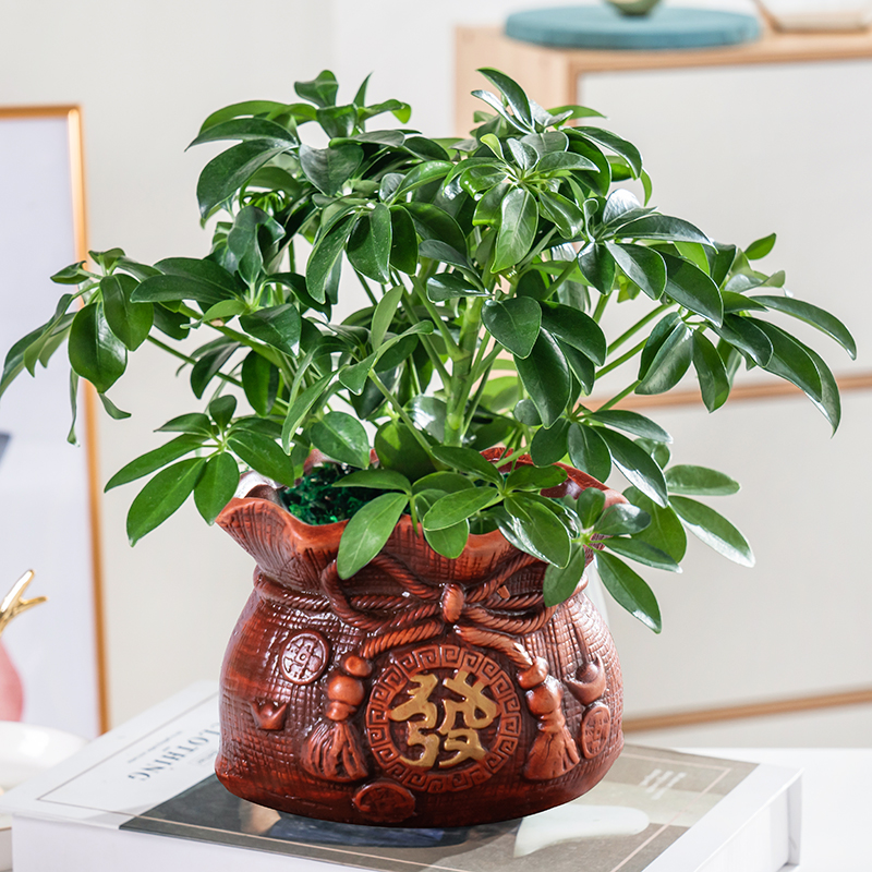 包邮 四季常青八方来财鸭脚木室内阳台桌面绿植盆栽花卉发财树招财树