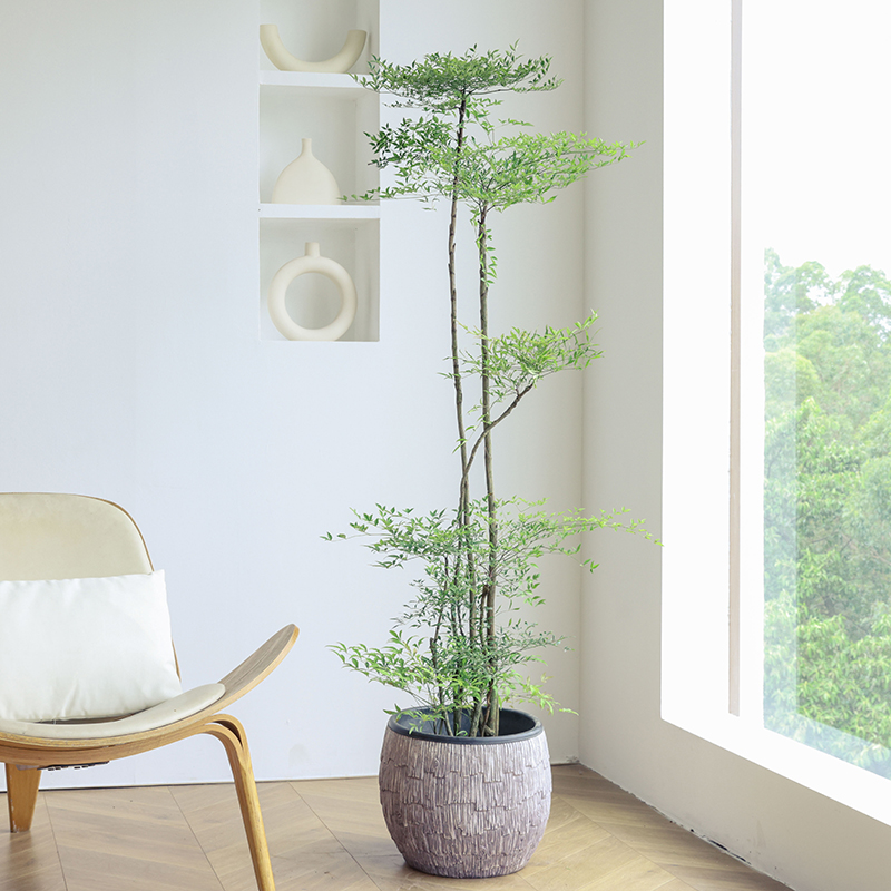 好运常在南天竹盆栽老桩客厅落地绿植