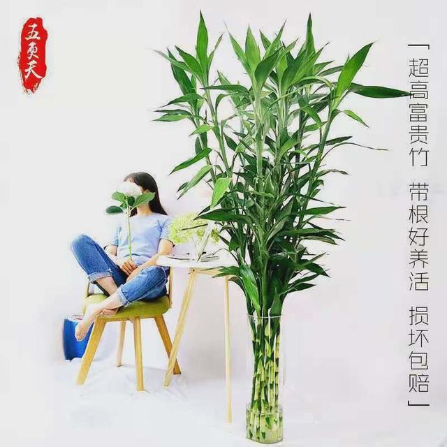 大富贵竹植物水养转运绿萝盆栽花瓶室内花卉水竹客厅招财竹节新款